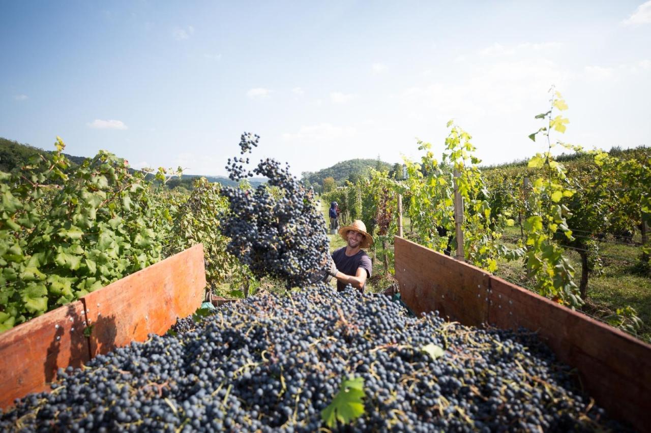 Il Roncal Wine Resort - For Wine Lovers Cividale del Friuli Exteriör bild