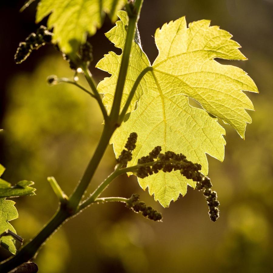 Il Roncal Wine Resort - For Wine Lovers Cividale del Friuli Exteriör bild