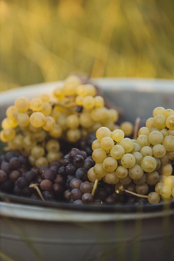 Il Roncal Wine Resort - For Wine Lovers Cividale del Friuli Exteriör bild