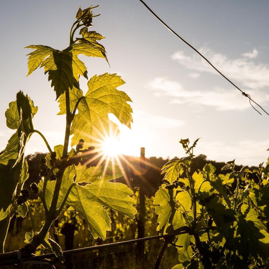 Il Roncal Wine Resort - For Wine Lovers Cividale del Friuli Exteriör bild