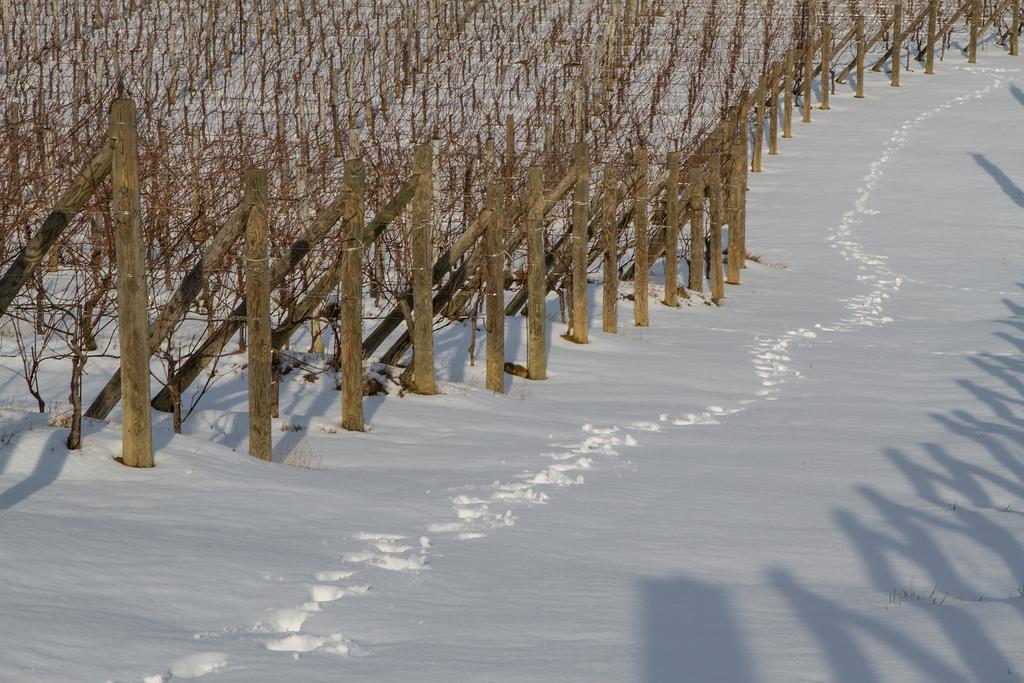 Il Roncal Wine Resort - For Wine Lovers Cividale del Friuli Exteriör bild